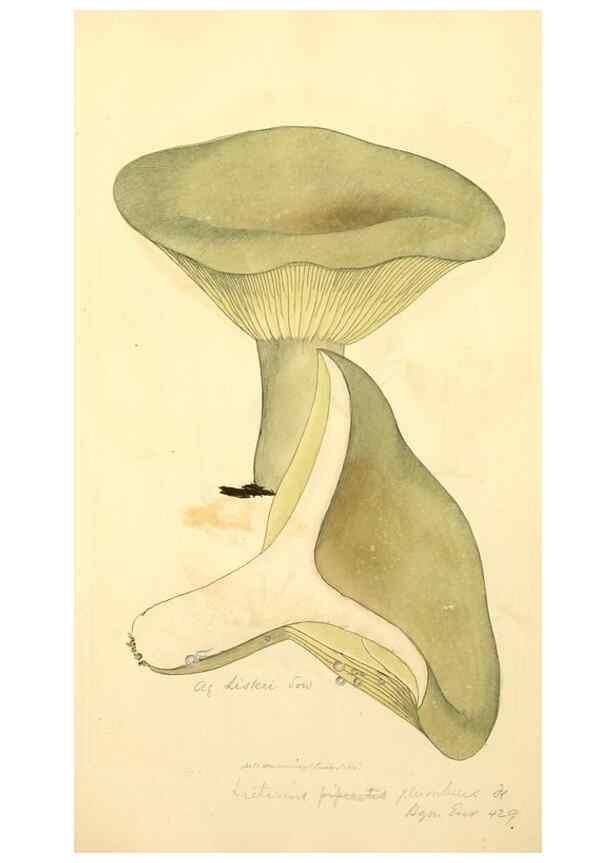 Reproducción/Reproduction 8230513686: Coloured figures of English fungi or mushrooms.. London,Printed by J. Davis,1797-[1809]