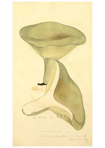 Reproducción/Reproduction 8230513686: Coloured figures of English fungi or mushrooms.. London,Printed by J. Davis,1797-[1809]