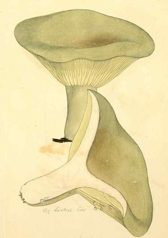 Reproducción/Reproduction 8230513686: Coloured figures of English fungi or mushrooms.. London,Printed by J. Davis,1797-[1809]