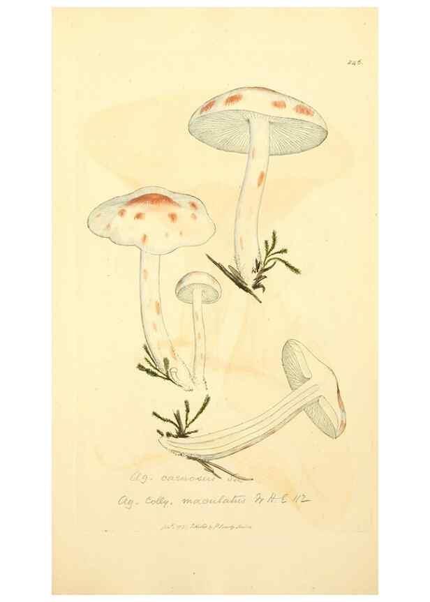Reproducción/Reproduction 8230514156: Coloured figures of English fungi or mushrooms.. London,Printed by J. Davis,1797-[1809]