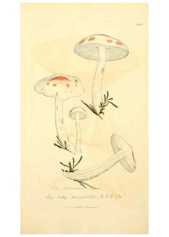 Reproducción/Reproduction 8230514156: Coloured figures of English fungi or mushrooms.. London,Printed by J. Davis,1797-[1809]