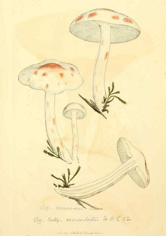 Reproducción/Reproduction 8230514156: Coloured figures of English fungi or mushrooms.. London,Printed by J. Davis,1797-[1809]