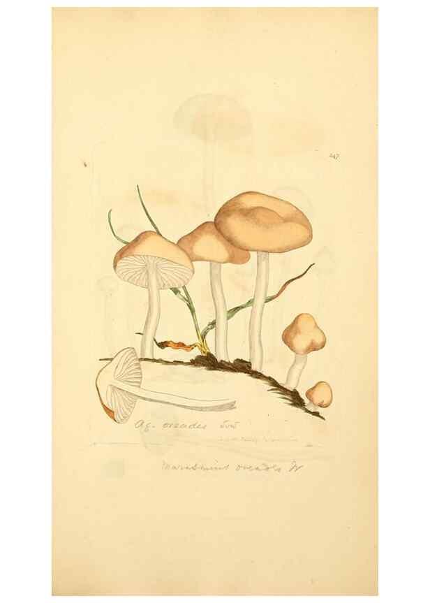 Reproducción/Reproduction 8229449385: Coloured figures of English fungi or mushrooms.. London,Printed by J. Davis,1797-[1809]