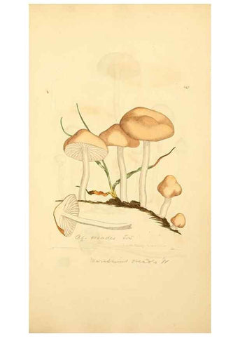 Reproducción/Reproduction 8229449385: Coloured figures of English fungi or mushrooms.. London,Printed by J. Davis,1797-[1809]