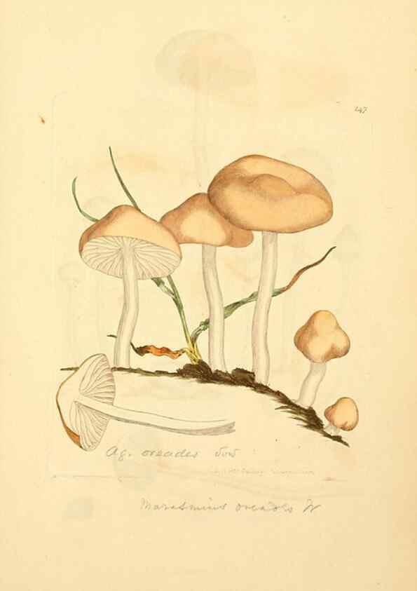 Reproducción/Reproduction 8229449385: Coloured figures of English fungi or mushrooms.. London,Printed by J. Davis,1797-[1809]