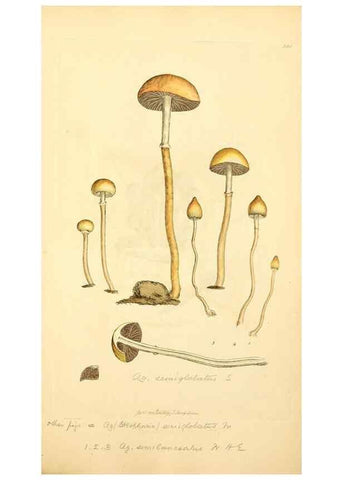Reproducción/Reproduction 8229449931: Coloured figures of English fungi or mushrooms.. London,Printed by J. Davis,1797-[1809]