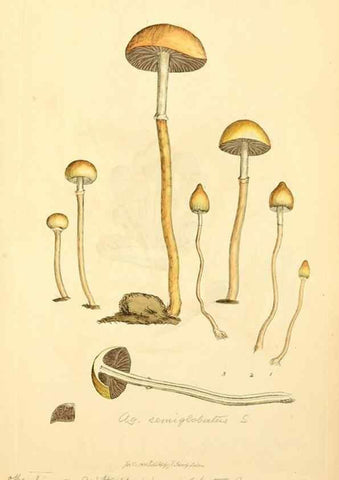 Reproducción/Reproduction 8229449931: Coloured figures of English fungi or mushrooms.. London,Printed by J. Davis,1797-[1809]