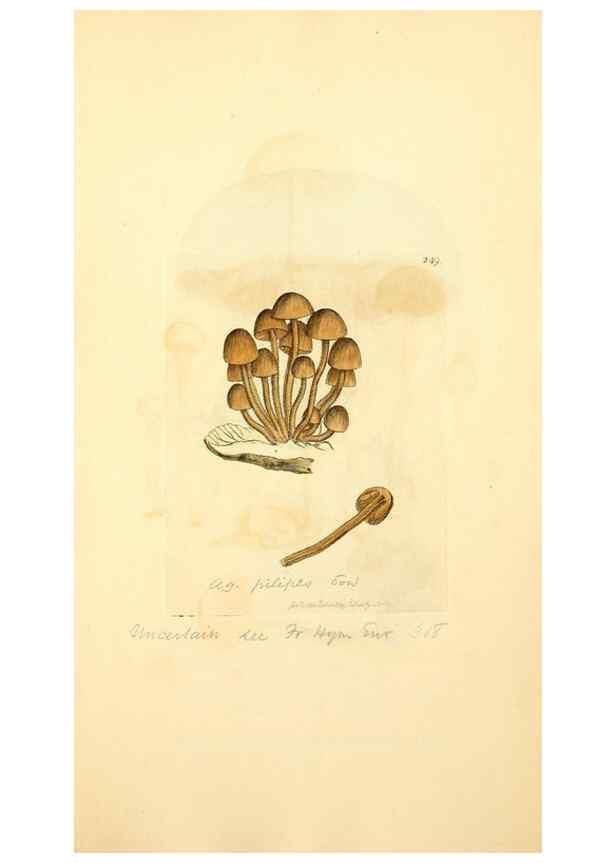 Reproducción/Reproduction 8229450371: Coloured figures of English fungi or mushrooms.. London,Printed by J. Davis,1797-[1809]