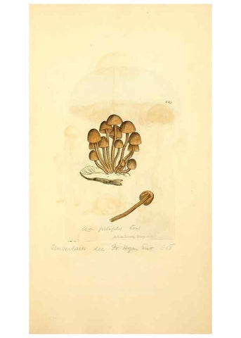 Reproducción/Reproduction 8229450371: Coloured figures of English fungi or mushrooms.. London,Printed by J. Davis,1797-[1809]