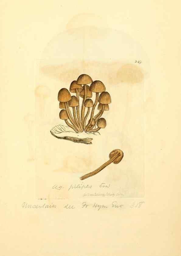Reproducción/Reproduction 8229450371: Coloured figures of English fungi or mushrooms.. London,Printed by J. Davis,1797-[1809]