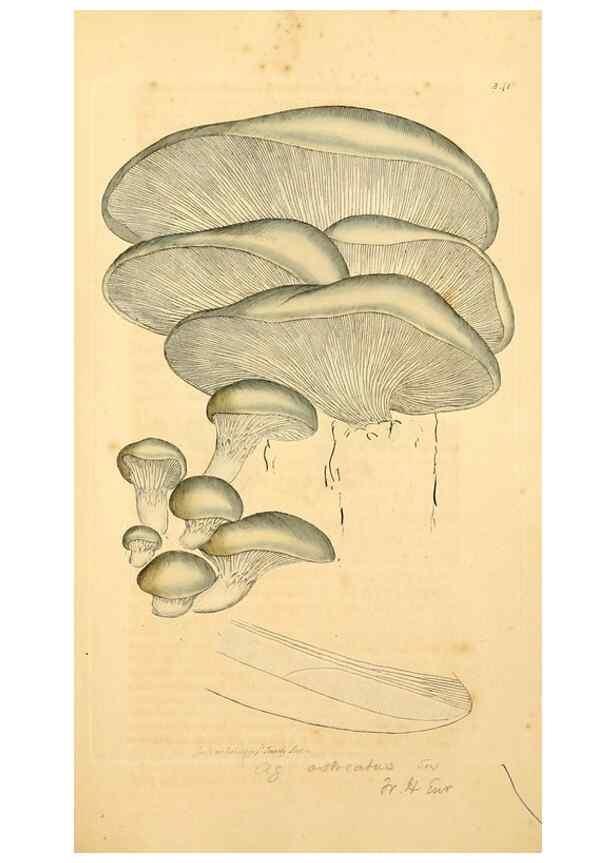 Reproducción/Reproduction 8229446553: Coloured figures of English fungi or mushrooms.. London,Printed by J. Davis,1797-[1809]