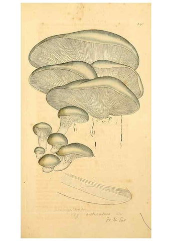 Reproducción/Reproduction 8229446553: Coloured figures of English fungi or mushrooms.. London,Printed by J. Davis,1797-[1809]