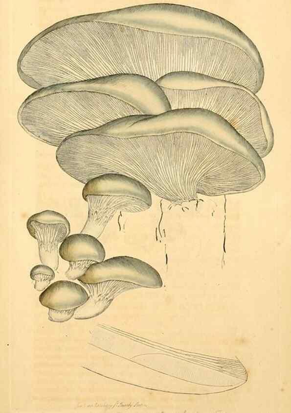 Reproducción/Reproduction 8229446553: Coloured figures of English fungi or mushrooms.. London,Printed by J. Davis,1797-[1809]