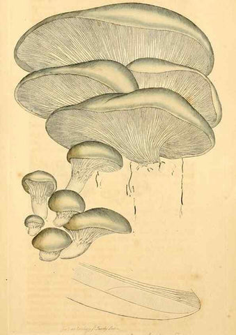 Reproducción/Reproduction 8229446553: Coloured figures of English fungi or mushrooms.. London,Printed by J. Davis,1797-[1809]