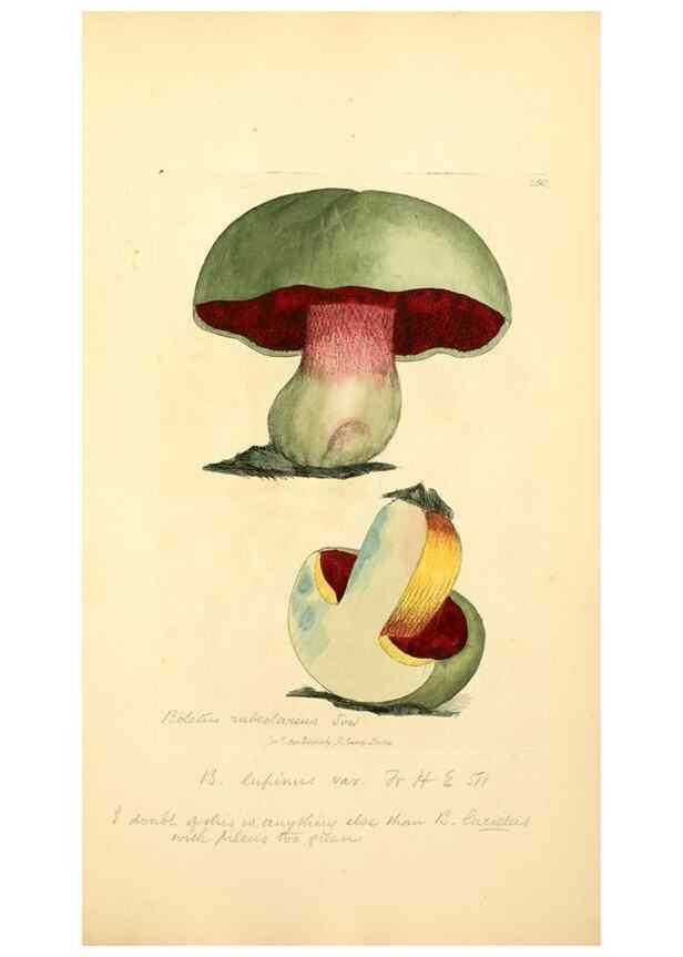 Reproducción/Reproduction 8229450791: Coloured figures of English fungi or mushrooms.. London,Printed by J. Davis,1797-[1809]