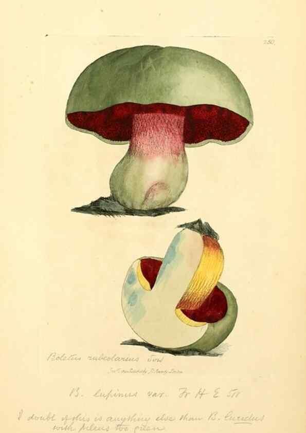 Reproducción/Reproduction 8229450791: Coloured figures of English fungi or mushrooms.. London,Printed by J. Davis,1797-[1809]