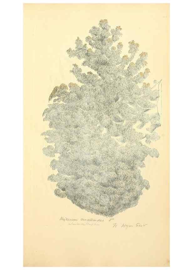 Reproducción/Reproduction 8229452041: Coloured figures of English fungi or mushrooms.. London,Printed by J. Davis,1797-[1809]
