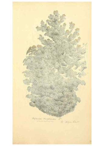 Reproducción/Reproduction 8229452041: Coloured figures of English fungi or mushrooms.. London,Printed by J. Davis,1797-[1809]