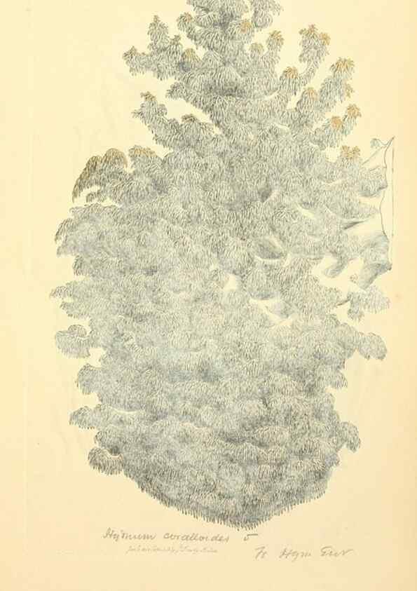 Reproducción/Reproduction 8229452041: Coloured figures of English fungi or mushrooms.. London,Printed by J. Davis,1797-[1809]