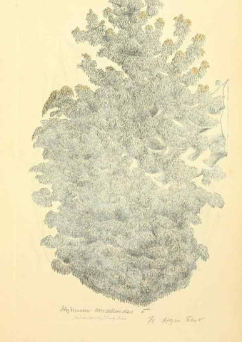 Reproducción/Reproduction 8229452041: Coloured figures of English fungi or mushrooms.. London,Printed by J. Davis,1797-[1809]
