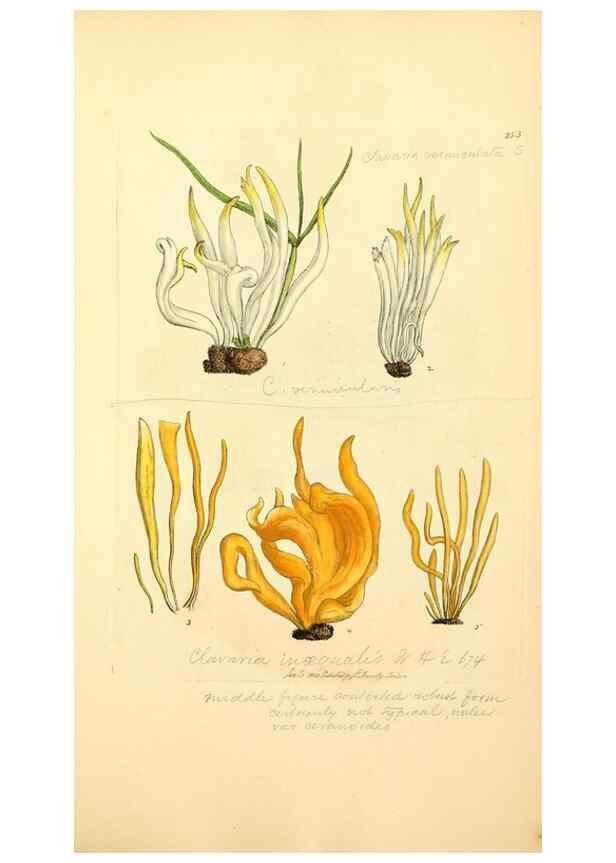 Reproducción/Reproduction 8230517824: Coloured figures of English fungi or mushrooms.. London,Printed by J. Davis,1797-[1809]