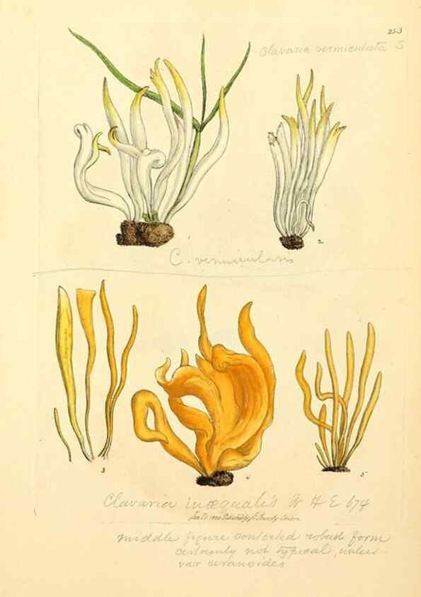 Reproducción/Reproduction 8230517824: Coloured figures of English fungi or mushrooms.. London,Printed by J. Davis,1797-[1809]