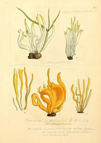 Reproducción/Reproduction 8230517824: Coloured figures of English fungi or mushrooms.. London,Printed by J. Davis,1797-[1809]