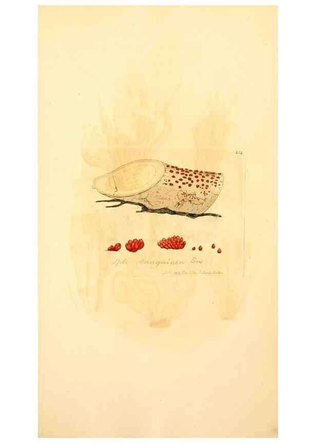 Reproducción/Reproduction 8230518204: Coloured figures of English fungi or mushrooms.. London,Printed by J. Davis,1797-[1809]