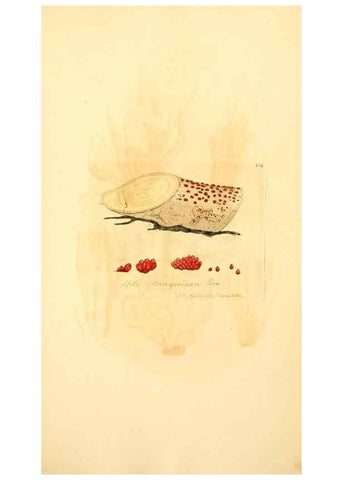 Reproducción/Reproduction 8230518204: Coloured figures of English fungi or mushrooms.. London,Printed by J. Davis,1797-[1809]