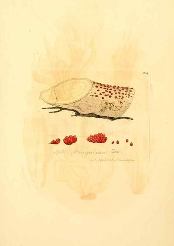 Reproducción/Reproduction 8230518204: Coloured figures of English fungi or mushrooms.. London,Printed by J. Davis,1797-[1809]