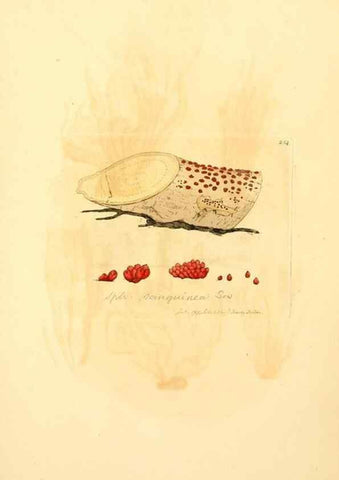 Reproducción/Reproduction 8230518204: Coloured figures of English fungi or mushrooms.. London,Printed by J. Davis,1797-[1809]