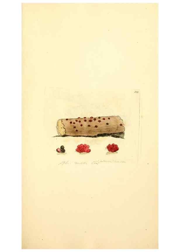 Reproducción/Reproduction 8230518816: Coloured figures of English fungi or mushrooms.. London,Printed by J. Davis,1797-[1809]