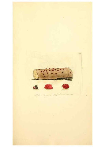 Reproducción/Reproduction 8230518816: Coloured figures of English fungi or mushrooms.. London,Printed by J. Davis,1797-[1809]