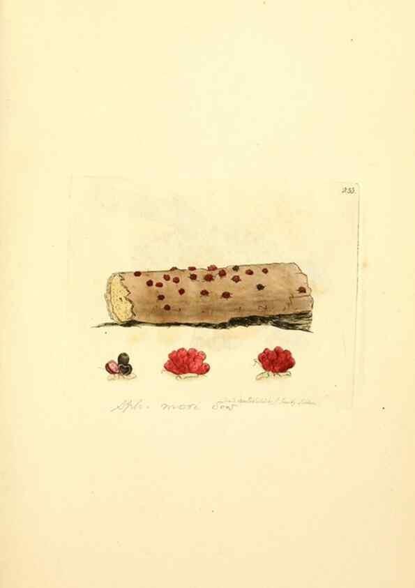 Reproducción/Reproduction 8230518816: Coloured figures of English fungi or mushrooms.. London,Printed by J. Davis,1797-[1809]