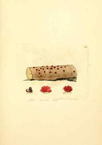 Reproducción/Reproduction 8230518816: Coloured figures of English fungi or mushrooms.. London,Printed by J. Davis,1797-[1809]