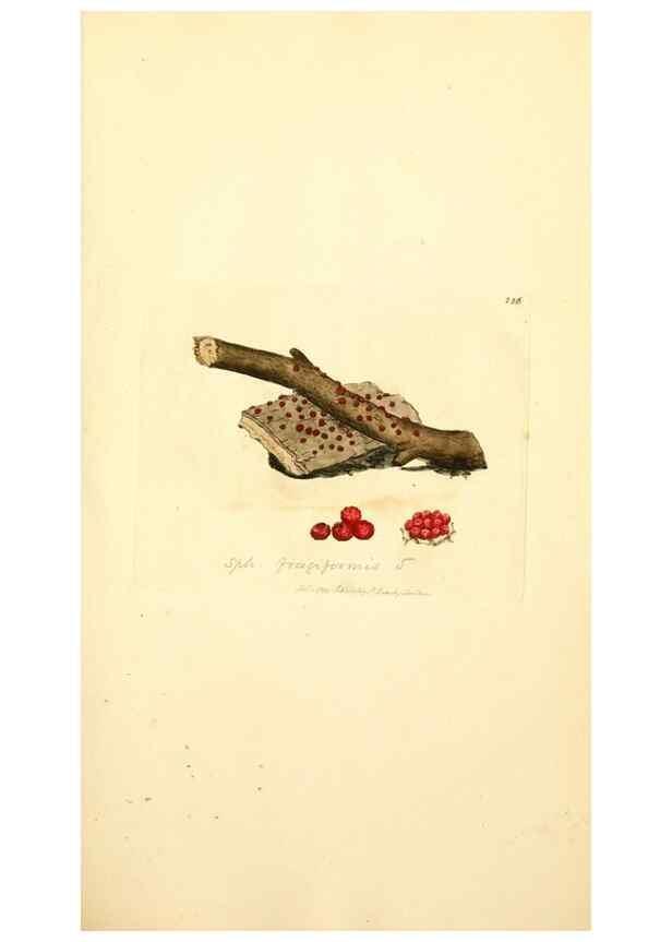 Reproducción/Reproduction 8229454115: Coloured figures of English fungi or mushrooms.. London,Printed by J. Davis,1797-[1809]