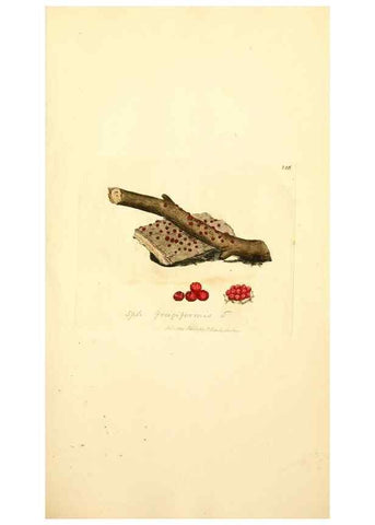 Reproducción/Reproduction 8229454115: Coloured figures of English fungi or mushrooms.. London,Printed by J. Davis,1797-[1809]