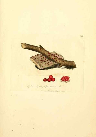 Reproducción/Reproduction 8229454115: Coloured figures of English fungi or mushrooms.. London,Printed by J. Davis,1797-[1809]