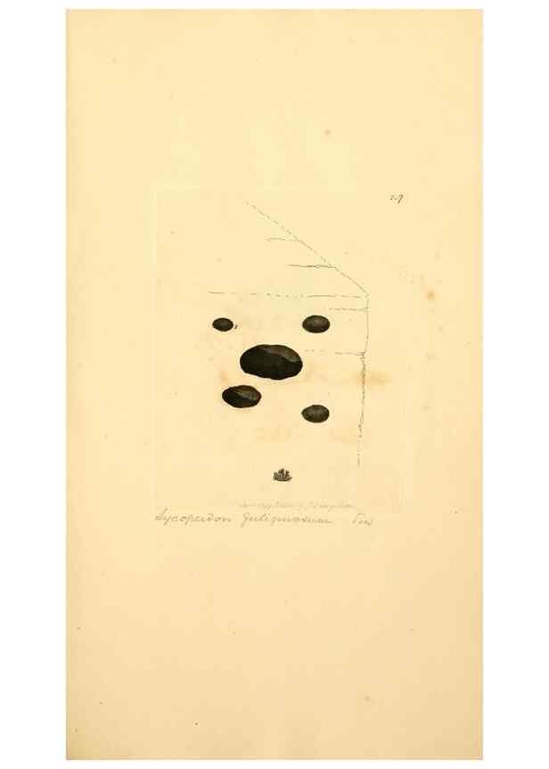 Reproducción/Reproduction 8230519616: Coloured figures of English fungi or mushrooms.. London,Printed by J. Davis,1797-[1809]