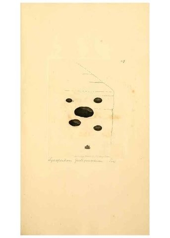 Reproducción/Reproduction 8230519616: Coloured figures of English fungi or mushrooms.. London,Printed by J. Davis,1797-[1809]