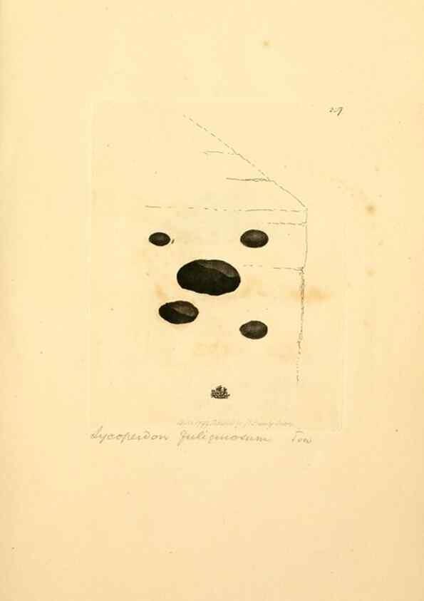 Reproducción/Reproduction 8230519616: Coloured figures of English fungi or mushrooms.. London,Printed by J. Davis,1797-[1809]