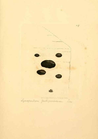 Reproducción/Reproduction 8230519616: Coloured figures of English fungi or mushrooms.. London,Printed by J. Davis,1797-[1809]