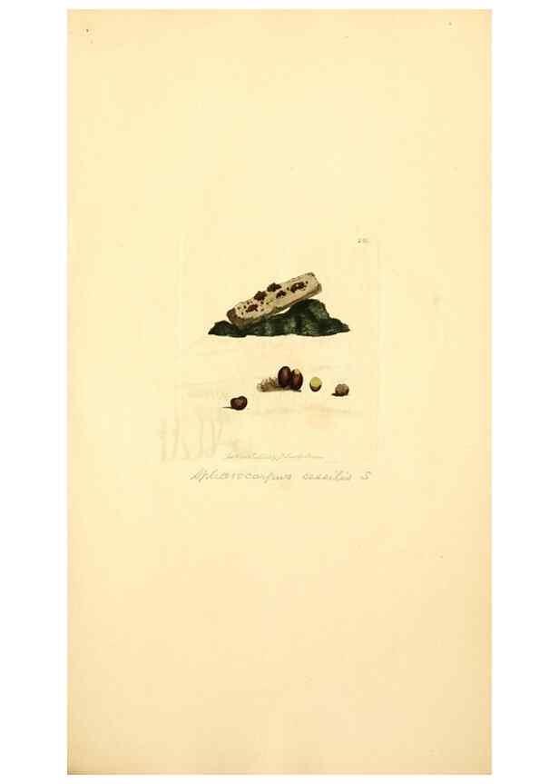 Reproducción/Reproduction 8229454909: Coloured figures of English fungi or mushrooms.. London,Printed by J. Davis,1797-[1809]