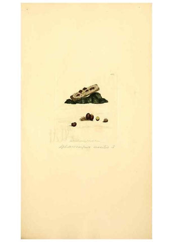 Reproducción/Reproduction 8229454909: Coloured figures of English fungi or mushrooms.. London,Printed by J. Davis,1797-[1809]
