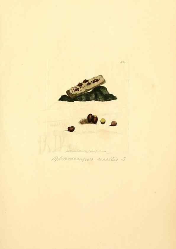 Reproducción/Reproduction 8229454909: Coloured figures of English fungi or mushrooms.. London,Printed by J. Davis,1797-[1809]