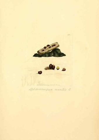 Reproducción/Reproduction 8229454909: Coloured figures of English fungi or mushrooms.. London,Printed by J. Davis,1797-[1809]