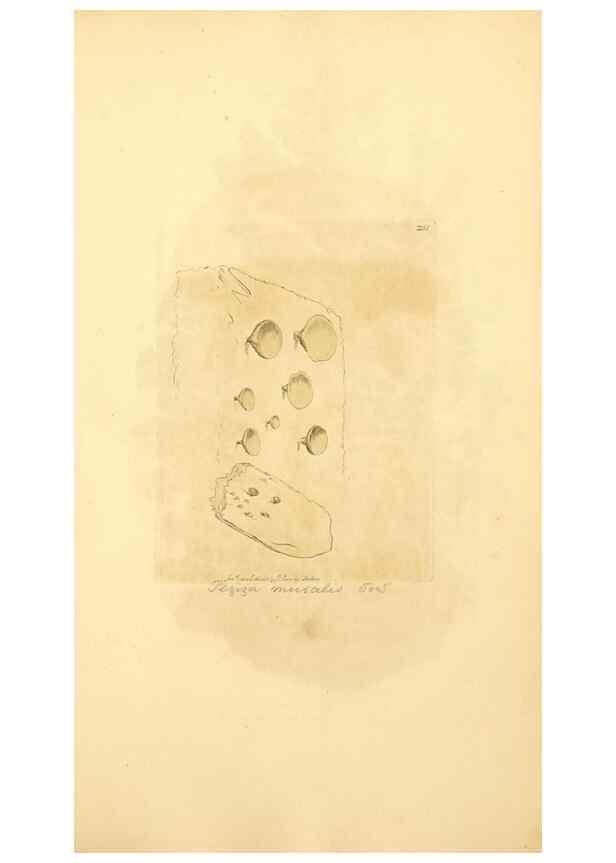 Reproducción/Reproduction 8230516678: Coloured figures of English fungi or mushrooms.. London,Printed by J. Davis,1797-[1809]