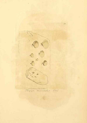 Reproducción/Reproduction 8230516678: Coloured figures of English fungi or mushrooms.. London,Printed by J. Davis,1797-[1809]