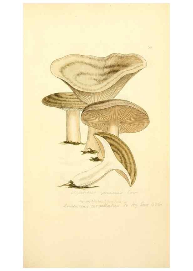 Reproducción/Reproduction 8229429119: Coloured figures of English fungi or mushrooms.. London,Printed by J. Davis,1797-[1809]