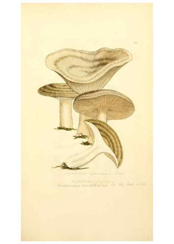 Reproducción/Reproduction 8229429119: Coloured figures of English fungi or mushrooms.. London,Printed by J. Davis,1797-[1809]